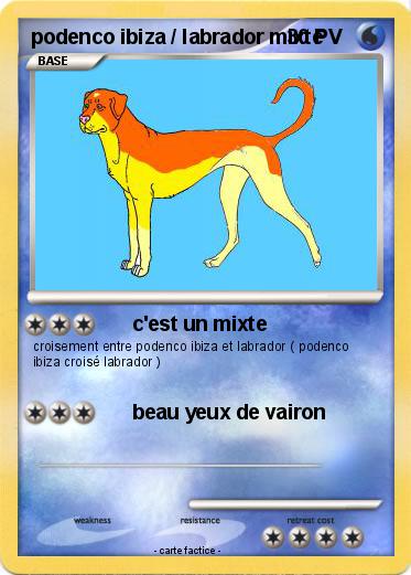 Pokemon podenco ibiza / labrador mixte