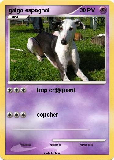 Pokemon galgo espagnol