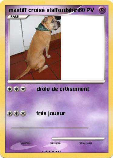 Pokemon mastiff croisé staffordshire