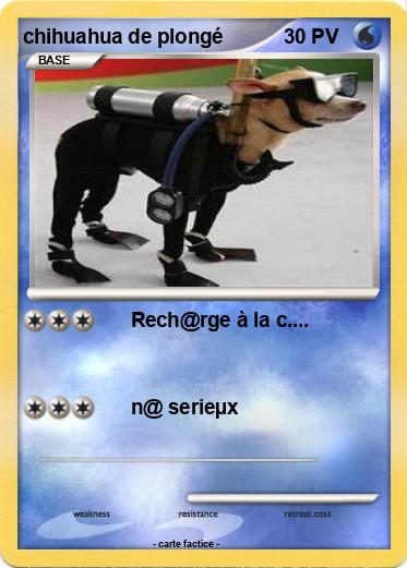 Pokemon chihuahua de plongé