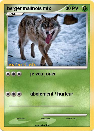 Pokemon berger malinois mix