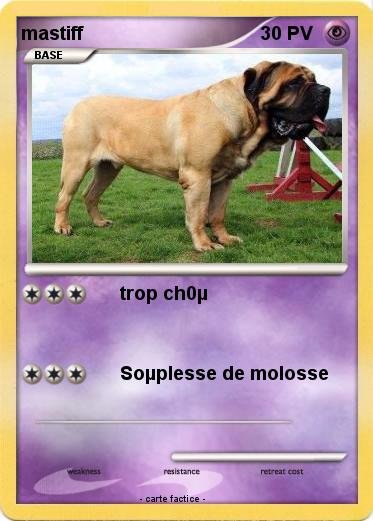 Pokemon mastiff