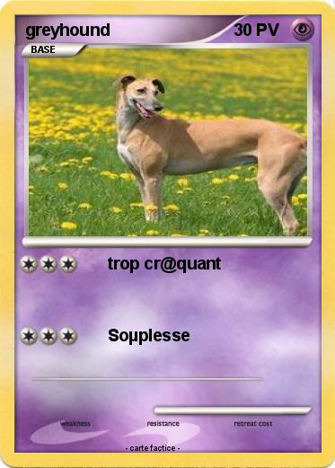 Pokemon greyhound