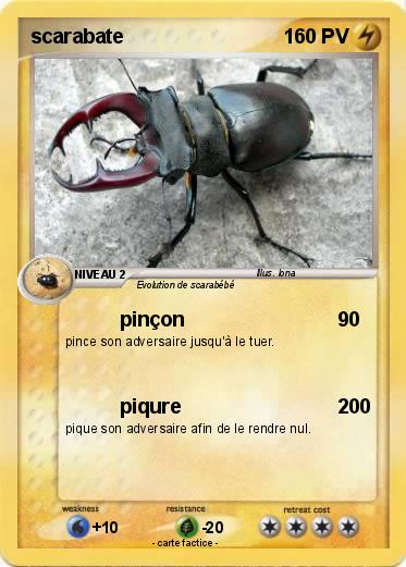 Pokemon scarabate