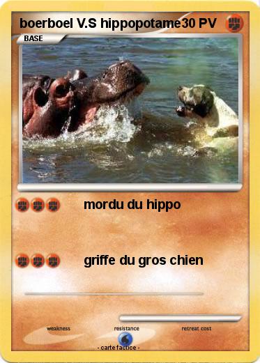Pokemon boerboel V.S hippopotame