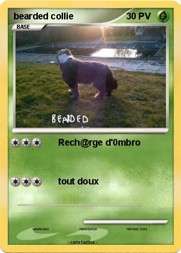 Pokemon bearded collie