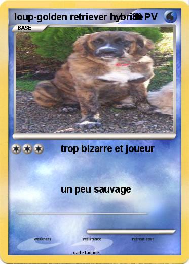Pokemon loup-golden retriever hybride