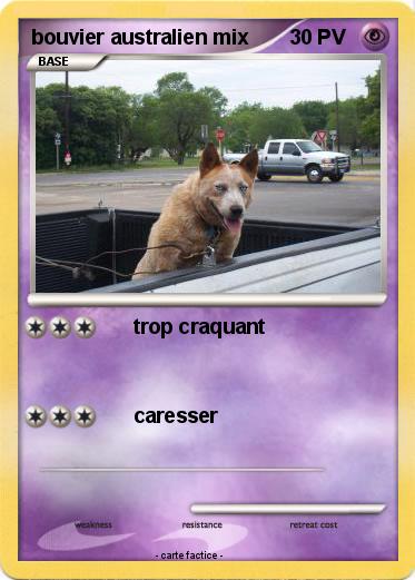 Pokemon bouvier australien mix