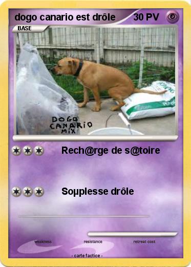 Pokemon dogo canario est drôle