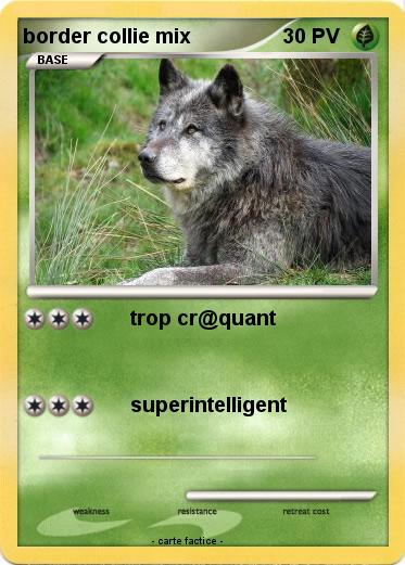 Pokemon border collie mix