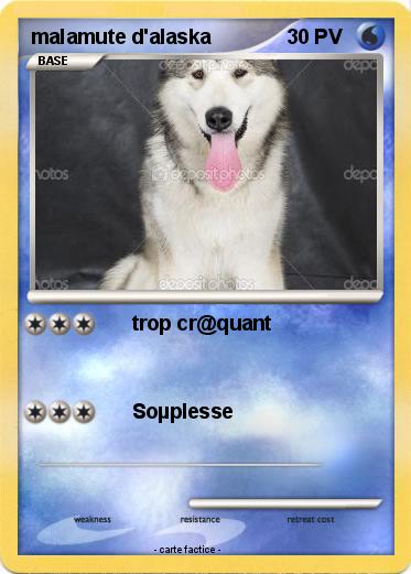 Pokemon malamute d'alaska