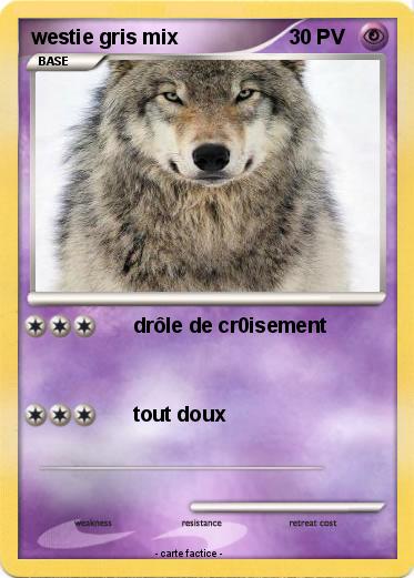 Pokemon westie gris mix
