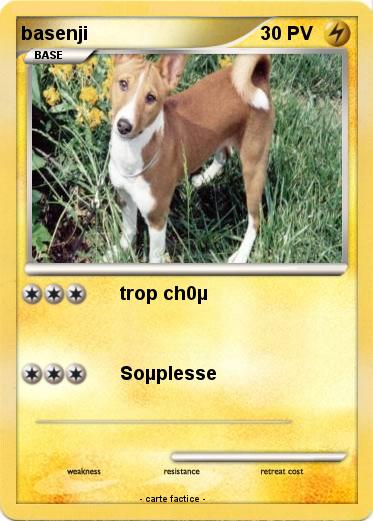 Pokemon basenji