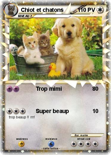 Pokemon Chiot et chatons