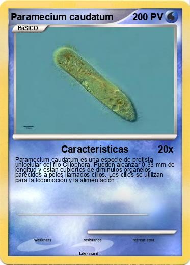 Pokemon Paramecium caudatum