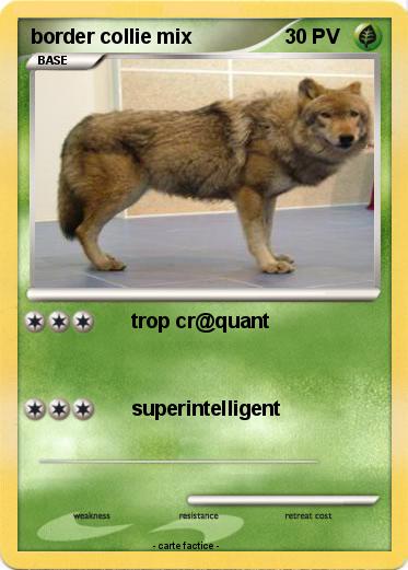 Pokemon border collie mix