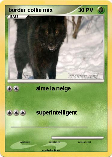 Pokemon border collie mix