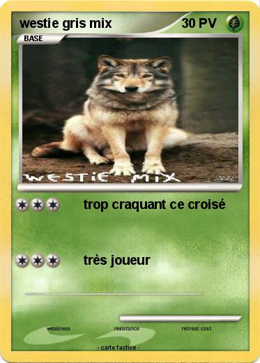 Pokemon westie gris mix