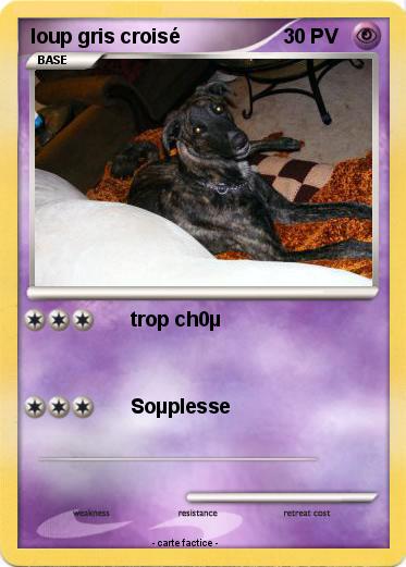 Pokemon loup gris croisé