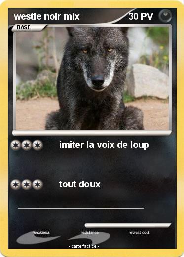 Pokemon westie noir mix