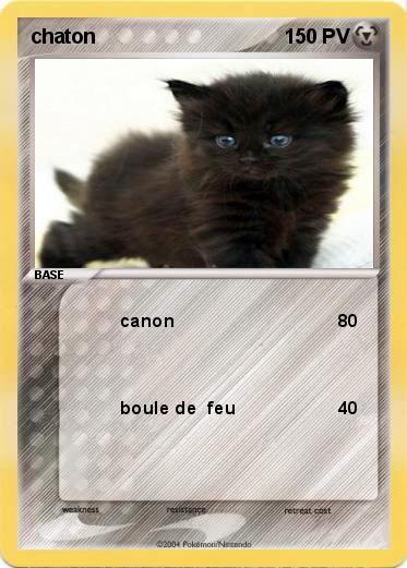 Pokemon chaton
