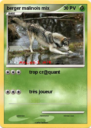 Pokemon berger malinois mix