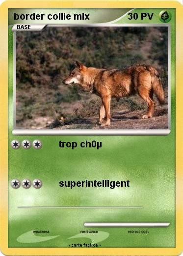 Pokemon border collie mix