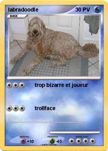 Pokemon labradoodle