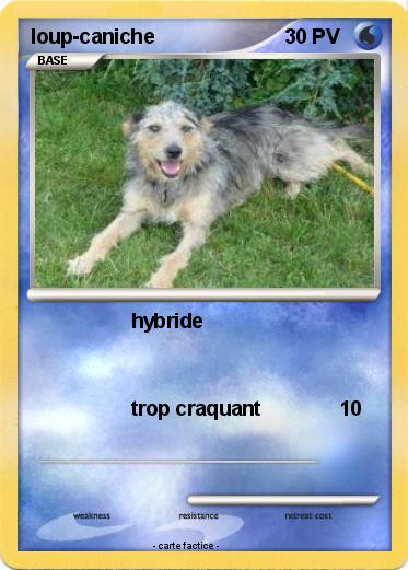 Pokemon loup-caniche