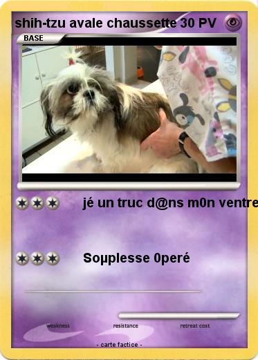 Pokemon shih-tzu avale chaussette