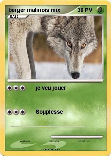 Pokemon berger malinois mix