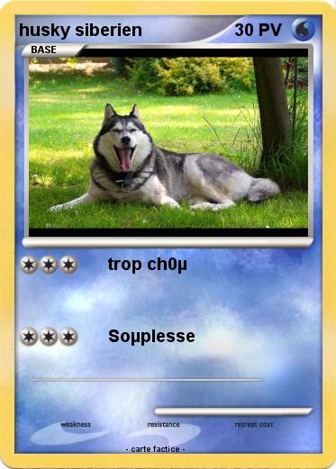 Pokemon husky siberien