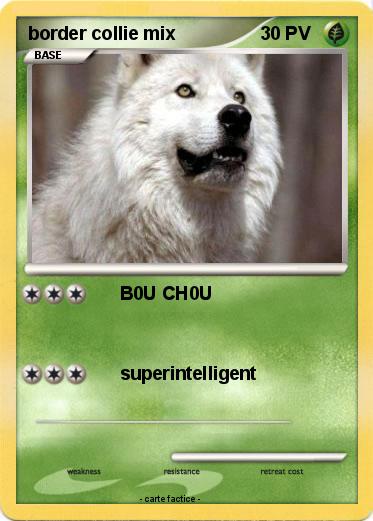 Pokemon border collie mix