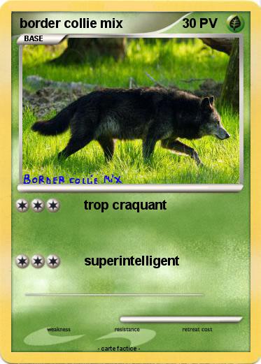 Pokemon border collie mix