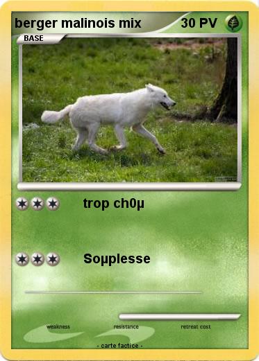 Pokemon berger malinois mix