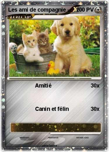 Pokemon Les ami de compagnie