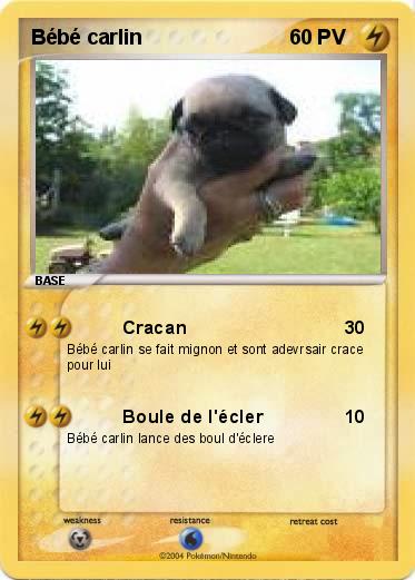 Pokemon Bébé carlin