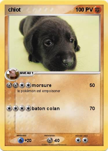 Pokemon chiot