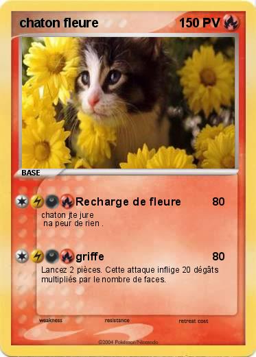 Pokemon chaton fleure