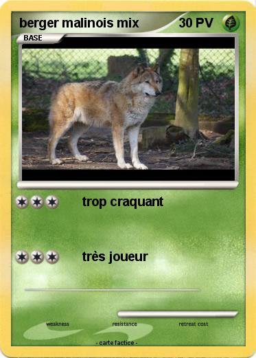Pokemon berger malinois mix