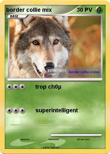 Pokemon border collie mix