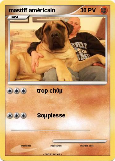 Pokemon mastiff américain