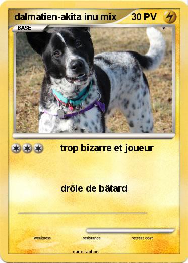 Pokemon dalmatien-akita inu mix