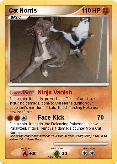 Pokemon Cat Norris