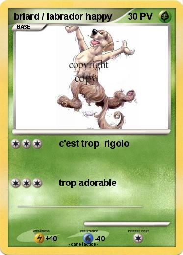 Pokemon briard / labrador happy