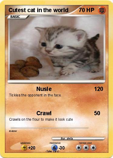 Pokemon Cutest cat in the world