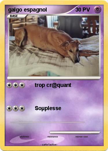 Pokemon galgo espagnol