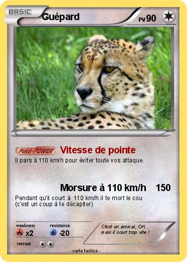 Pokemon Guépard