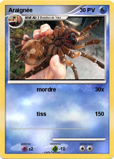 Pokemon Araignée
