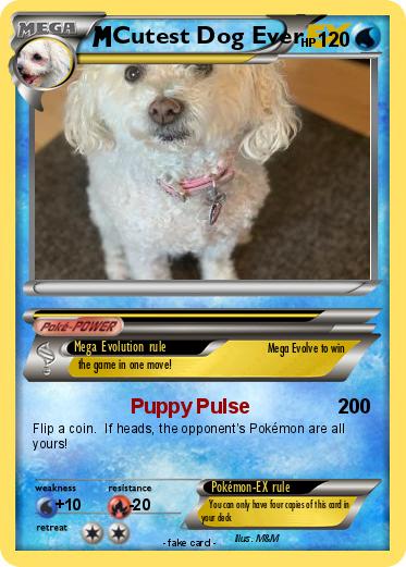Pokemon Cutest Dog Ever